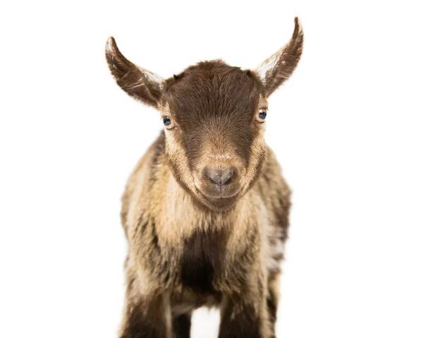 Sorte a cabra — Fotografia de Stock