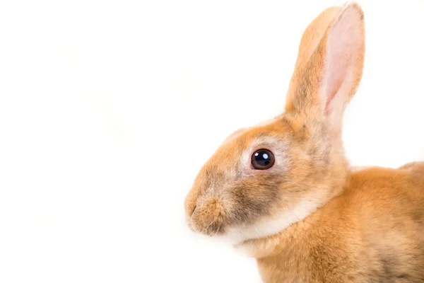 Rex Bunny — Stockfoto