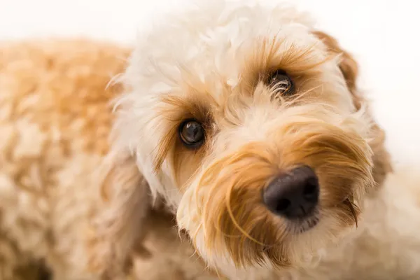 Labradoodle — Stock fotografie