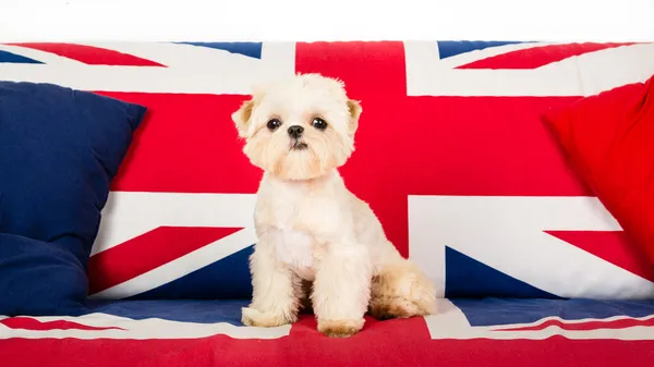 Cachorro en la silla — Foto de Stock