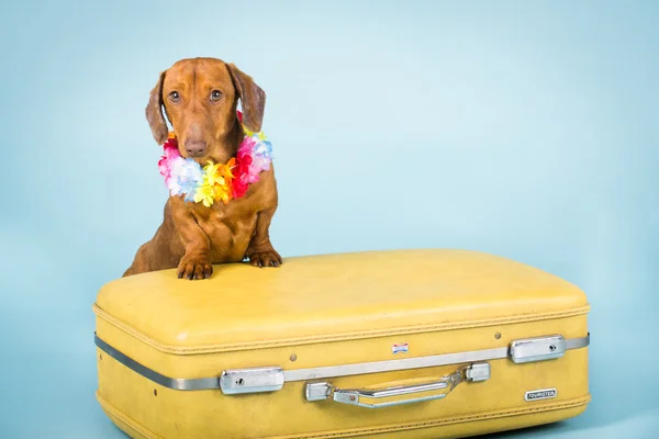 Dachshund bavul üzerinde