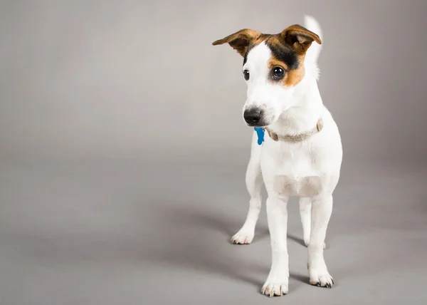 Jack Russell. — Fotografia de Stock