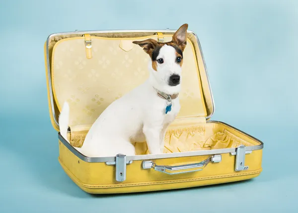 Jack Russel In valigia — Foto Stock