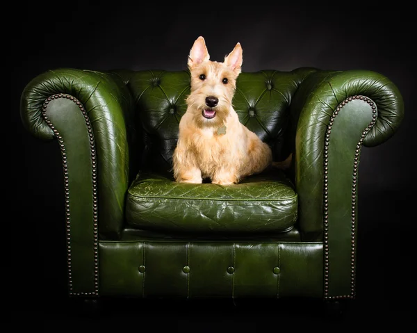 Weizenschottischer Terrier — Stockfoto