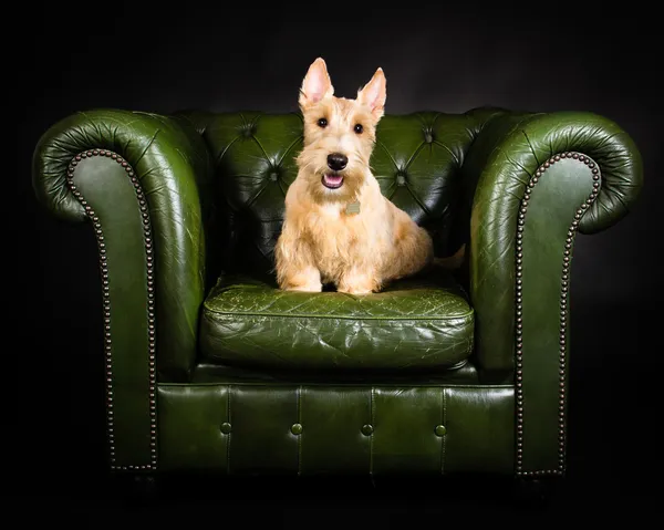 Wheaten Schotse Terriër — Stockfoto