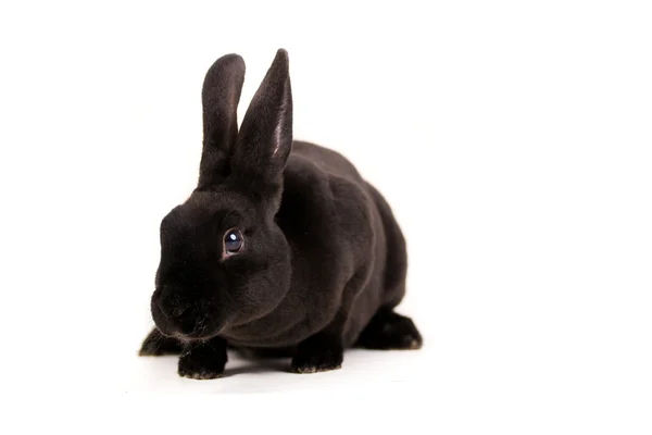 Rabit negro — Foto de Stock