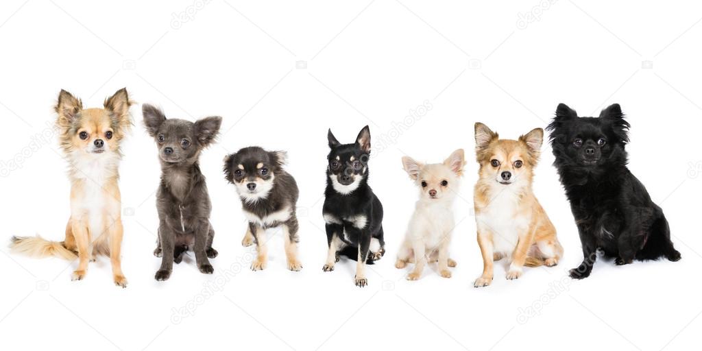 Seven Chihuahuas