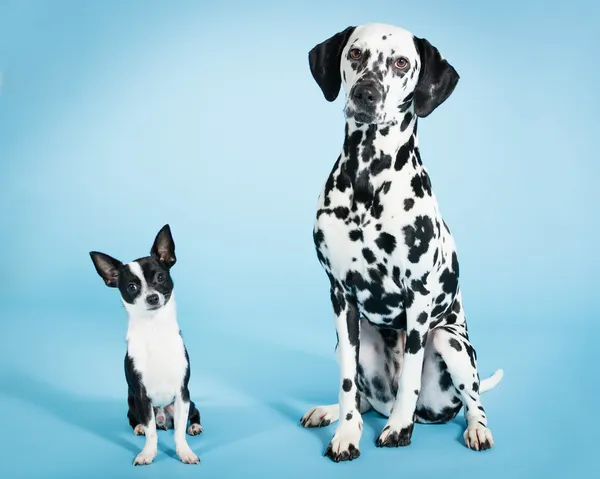 Chihuahua y Dalmacia — Foto de Stock