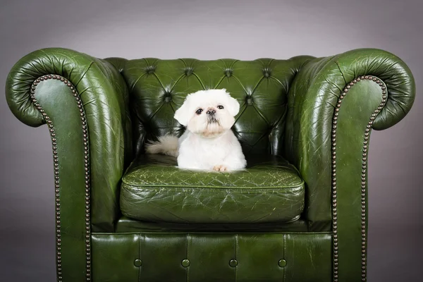 Lhasa apso cane — Foto Stock