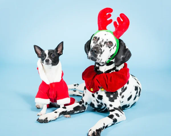 Cães de Natal — Fotografia de Stock