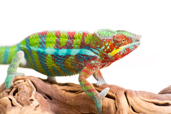 Chameleon — Stock Photo, Image