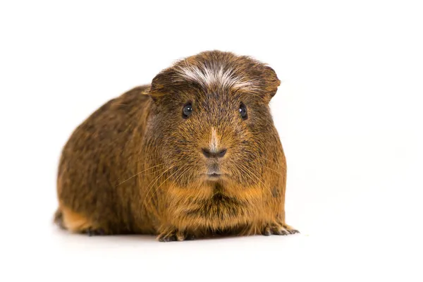 Gris från Guinea — Stockfoto