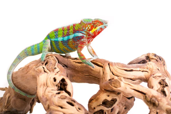 Chameleon — Stock Photo, Image