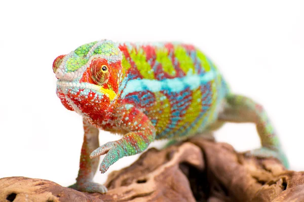 Chameleón — Stock fotografie