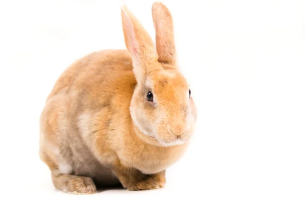 Rabbit — Stock Photo, Image