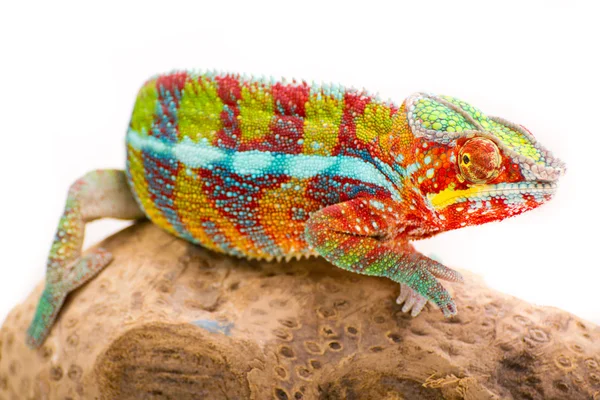 Chameleon — Stock Photo, Image