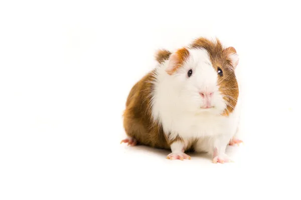 Cerdo de Guinea — Foto de Stock