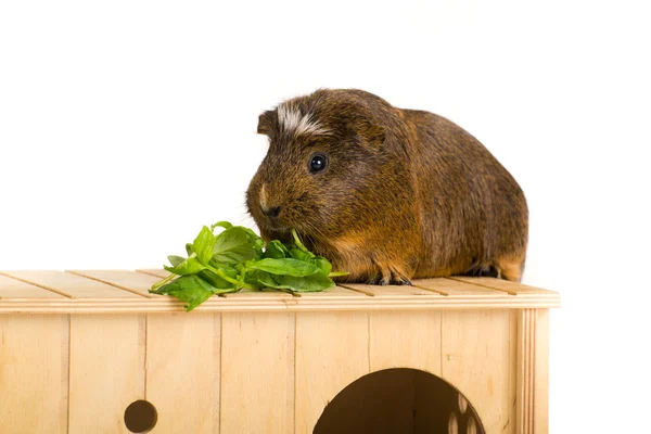 Cerdo de Guinea — Foto de Stock