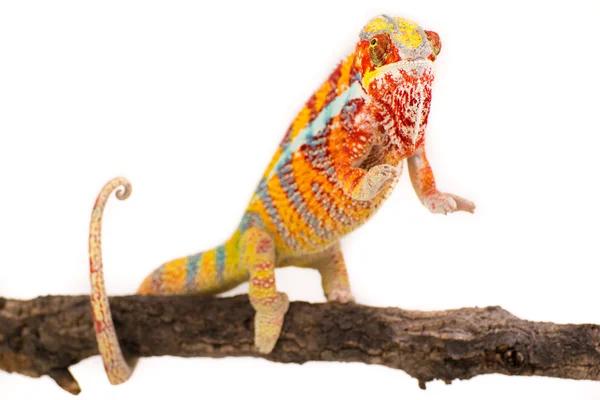 Chameleon — Stock Photo, Image