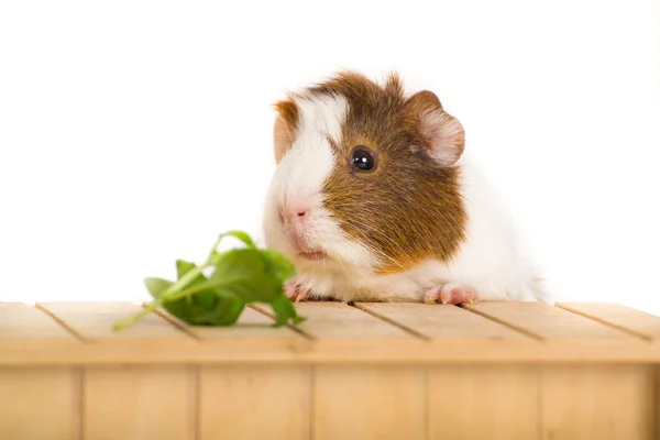 Gris från Guinea — Stockfoto