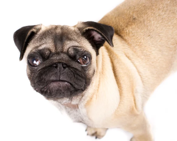 Cucciolo di carlino — Foto Stock