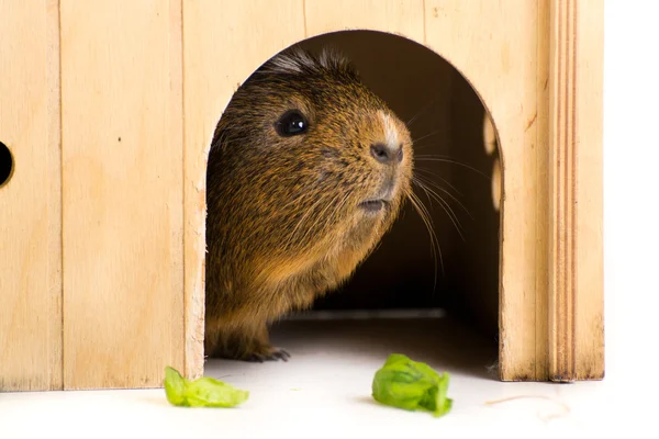 Gris från Guinea — Stockfoto