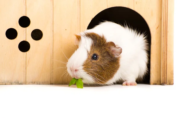 Meerschweinchen — Stockfoto