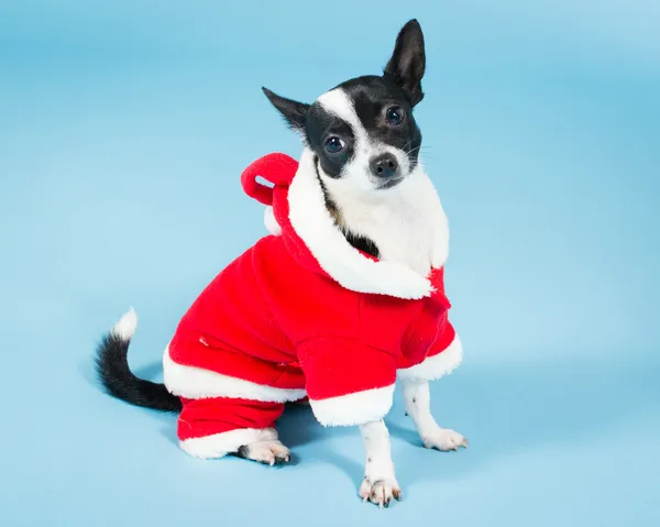 Χριστουγεννιάτικο σκυλί — Φωτογραφία Αρχείου