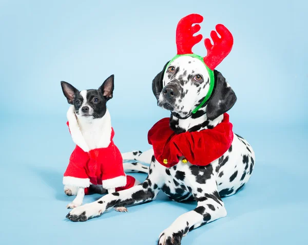 Χριστούγεννα σκυλιά — Φωτογραφία Αρχείου