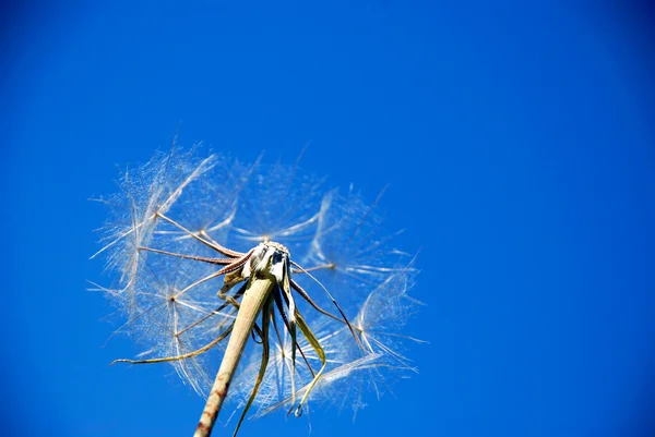 O dente-de-leão. Uma flor de primavera em um contexto do céu azul — Fotografia de Stock