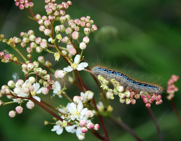 Spring beauty — Stock Photo, Image