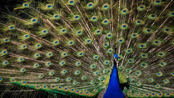 A beleza e o esplendor do pavão Fotos De Bancos De Imagens