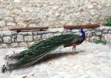 Tavus kuşu görkemi ve güzellik