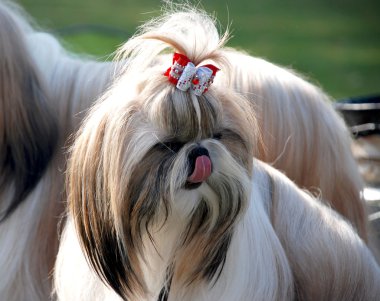 güzel köpek yavrusu portresi.