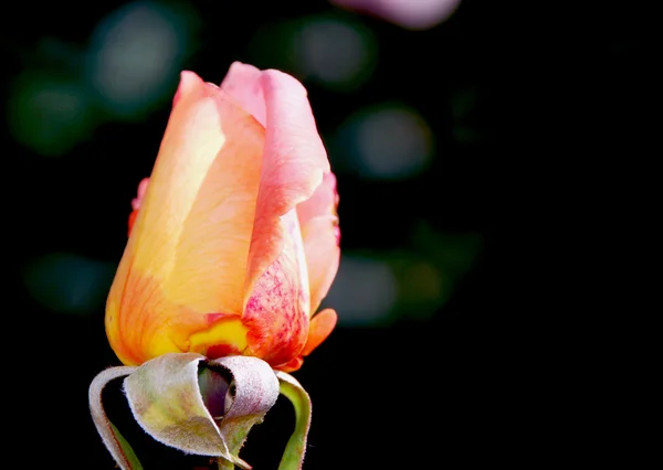 Rosa naranja — Foto de Stock