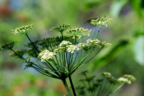 Weide bloemen op groene onscherpe achtergrond — Stockfoto