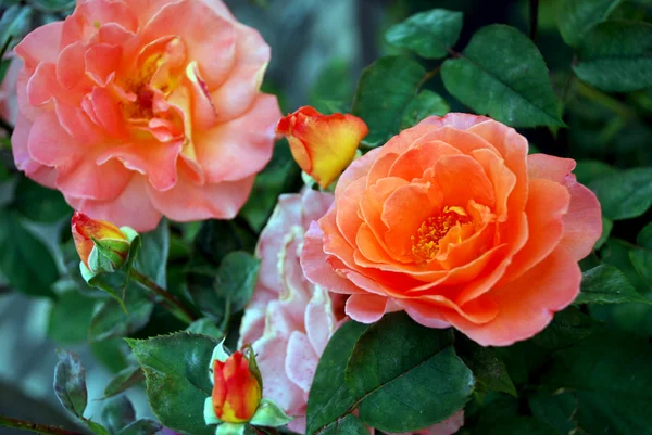 Dos rosas naranjas — Foto de Stock