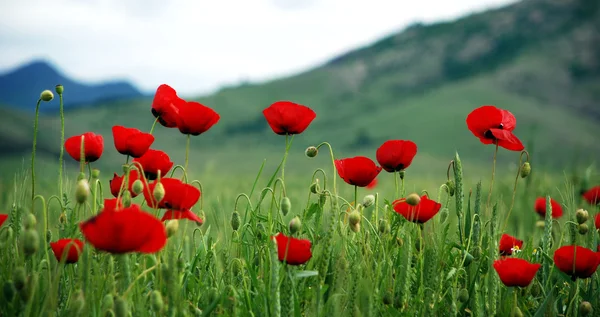 Amapolas rojas en la hierba Imagen De Stock