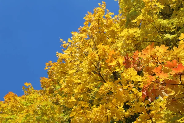 Hojas Amarillas Los Árboles Arce Cielo Azul Otoño Foto Árboles — Foto de Stock