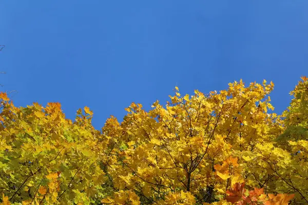 Hojas Amarillas Los Árboles Arce Cielo Azul Otoño Foto Árboles — Foto de Stock