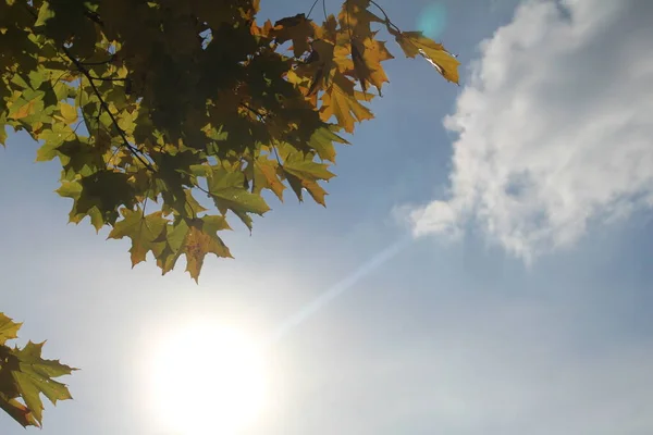 Hojas Color Amarillo Otoño Sobre Fondo Sol Brillante Cielo Azul — Foto de Stock