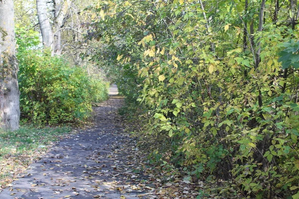 Fußweg Park Herbst Und Gelbes Laub Foto Fußweg Die Zeit — Stockfoto