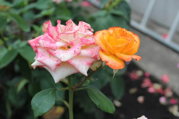 roses of different colors on the same branch / photo of roses. there are buds of different colors on one branch. one rose is white with pink. the second rose has orange petals.