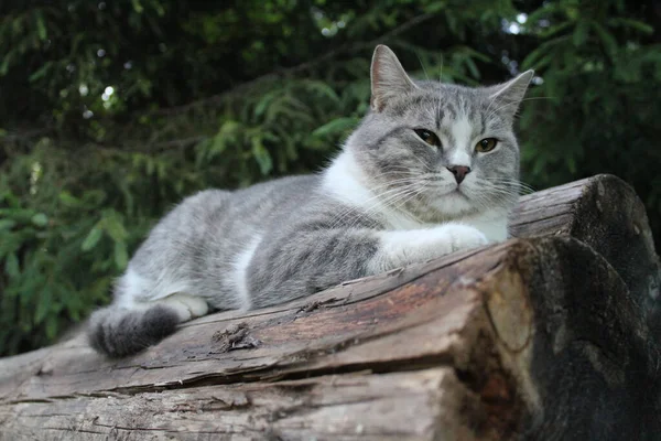 Retrato Raza Británica Gato Aire Libre Por Los Troncos Foto — Foto de Stock