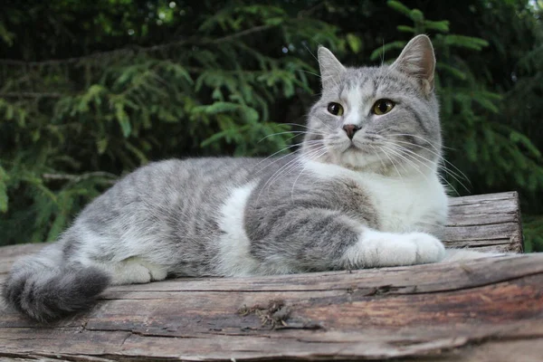 Retrato Raza Británica Gato Aire Libre Por Los Troncos Foto — Foto de Stock