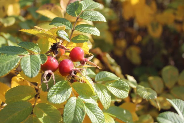 Sonbaharda bir çalılığın dallarında olgunlaşmış gül ağacı meyveleri ve güz mevsiminde gül ağacının fotoğrafı. Meyveler kırmızı. Büyük bir C vitamini hasadı yeşil ve sarı yapraklı bir çalı..