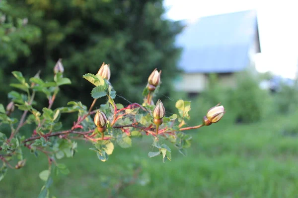 Fresh Buds Street Tea Rose Close Summer Photo Tea Rose — Stockfoto