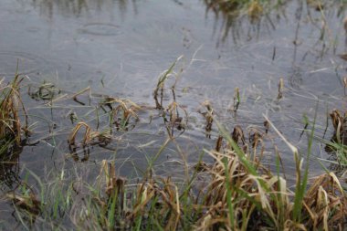Çimenler yeşil ve kurudur. Çayır, resim, çimen ve su sularında. Çimler yeşil. Kuru, kahverengi. Su temiz, şeffaf. Bataklık arazisi.