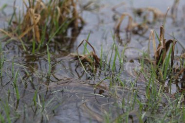 Çimenler yeşil ve kurudur. Çayır, resim, çimen ve su sularında. Çimler yeşil. Kuru, kahverengi. Su temiz, şeffaf. Bataklık arazisi.