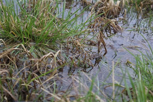 Çimenler yeşil ve kurudur. Çayır, resim, çimen ve su sularında. Çimler yeşil. Kuru, kahverengi. Su temiz, şeffaf. Bataklık arazisi.